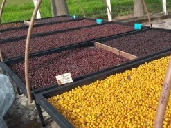 Machina Coffee Brazil | Sitio Gamelao - Natural - Espresso COFFEE