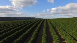 Machina Coffee Clockwork V7.2 - Espresso Blend