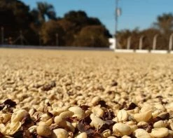 Machina Coffee Clockwork V7.2 - Espresso Blend