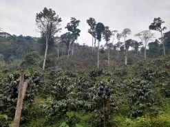 Machina Coffee COFFEE Peru - San Martin De Pangoa - Washed - Espresso