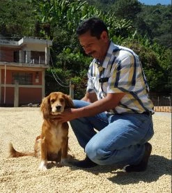 Machina Coffee COFFEE Guatemala - Finca Villaure (Washed) - Filter