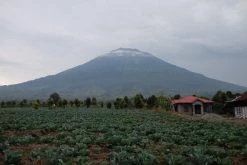 Machina Coffee COFFEE Sumatra | Fata X HT Edun - Natural Anaerobic - Filter