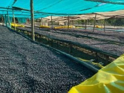 Machina Coffee COFFEE Ethiopia | Hambela Wamena (Washed) - Filter