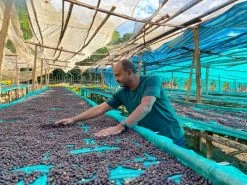 Machina Coffee COFFEE Ethiopia | Hambela Wamena (Washed) - Filter