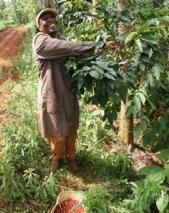 Machina Coffee COFFEE Kenya | Kiangoi - Rungeto Cooperative Society - Washed - Filter