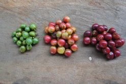 Machina Coffee COFFEE Kenya | Kiangoi - Rungeto Cooperative Society - Washed - Filter